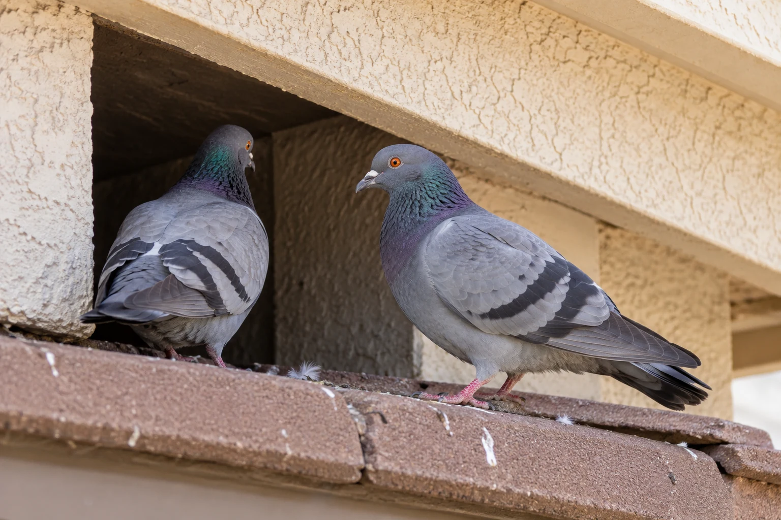 Two gray pigeons perch on a narrow roof ledge beneath a cream stucco eave.